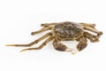 Freshwater crab closeup Royalty Free Stock Photo