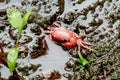 Freshwater Crab-Ghatiana botti, Sindhudurg, Maharashtra