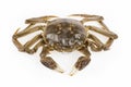 Freshwater crab Royalty Free Stock Photo