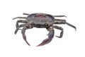 Freshwater crab isolated on white background. Thailand freshwater crab Royalty Free Stock Photo