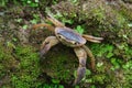 Freshwater crab on mossy rocks Royalty Free Stock Photo