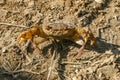 A freshwater crab in the mud Royalty Free Stock Photo