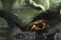 Freshwater crab Royalty Free Stock Photo