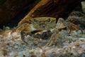 Freshwater Crab - Potamon fluviatile living in wooded streams, rivers and lakes in Southern Europe Royalty Free Stock Photo