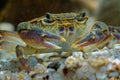 Freshwater Crab - Potamon fluviatile living in wooded streams, rivers and lakes Royalty Free Stock Photo