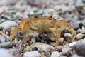 Freshwater Crab Potamon potamios Royalty Free Stock Photo