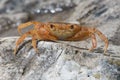 Freshwater Crab Potamon potamios Royalty Free Stock Photo
