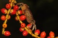 A freshwater crab is resting on a palm fruits. Royalty Free Stock Photo