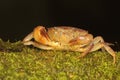 A freshwater crab resting on a rock overgrown with moss. Royalty Free Stock Photo