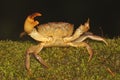 A freshwater crab resting on a rock overgrown with moss. Royalty Free Stock Photo