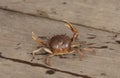 Freshwater crab