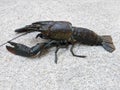 Freshwater crayfish animal, small black lobster, side view shot Royalty Free Stock Photo