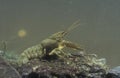 Freshwater crayfish, Austropotamobius pallipes