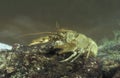 Freshwater crayfish, Austropotamobius pallipes Royalty Free Stock Photo