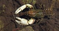 Freshwater Crayfish in a shallow river Royalty Free Stock Photo