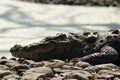 Freshwater Crocodile Royalty Free Stock Photo