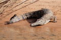 Freshwater crocodile Royalty Free Stock Photo