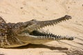 Freshwater crocodile Royalty Free Stock Photo