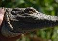 Freshwater crocodile and hand, Australia Royalty Free Stock Photo