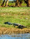 Freshwater crocodile Crocodylus johnsoni Royalty Free Stock Photo