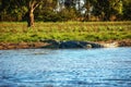 Freshwater crocodile Crocodylus johnsoni Royalty Free Stock Photo