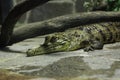 The freshwater crocodile Crocodylus johnsoni, also known as Johnstone`s crocodille is lying on the floor tile in zoo