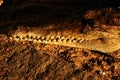 Freshwater crocodile Royalty Free Stock Photo