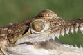 Freshwater crocodile Royalty Free Stock Photo