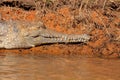 Freshwater crocodile Royalty Free Stock Photo