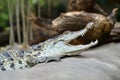 Freshwater crocodile Crocodylus mindorensis