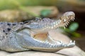 Freshwater crocodile Crocodylus mindorensis
