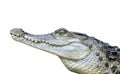 Freshwater crocodile Crocodylus mindorensis isolated on a white background.