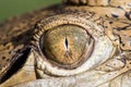Freshwater Crocodile eye Royalty Free Stock Photo