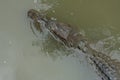 Freshwater crocodile is floating in a muddy river Royalty Free Stock Photo