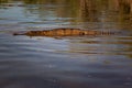 Freshwater Crocodile floating on surface, Geikie Gorge, Fitzroy Royalty Free Stock Photo