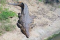 A portrait of crocodile. Freshwater Crocodile from of the farm. Royalty Free Stock Photo