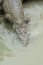 Freshwater crocodile is moving down to water Royalty Free Stock Photo