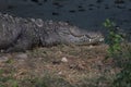 freshwater crocodile or mugger or marsh crocodile (crocodylus palustris) in the wild