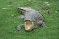 Freshwater crocodile opened its mouth Royalty Free Stock Photo