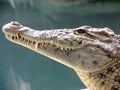 Freshwater crocodile portrait showing eye, ear and teeth with stream or river background. Royalty Free Stock Photo