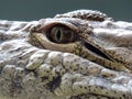Freshwater crocodile portrait showing eye, ear and teeth with stream or river background. Royalty Free Stock Photo