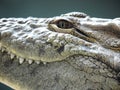 Freshwater crocodile portrait showing eye, ear and teeth with stream or river background. Royalty Free Stock Photo