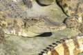 Freshwater crocodile, Siamese crocodile Crocodylus siamensis Royalty Free Stock Photo