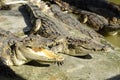 Freshwater crocodile, Siamese crocodile Crocodylus siamensis Royalty Free Stock Photo