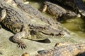 Freshwater crocodile, Siamese crocodile Crocodylus siamensis Royalty Free Stock Photo