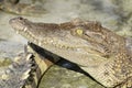 Freshwater crocodile, Siamese crocodile Crocodylus siamensis Royalty Free Stock Photo