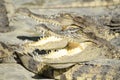 Freshwater crocodile, Siamese crocodile Crocodylus siamensis Royalty Free Stock Photo