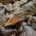 Freshwater crocodile. Royalty Free Stock Photo