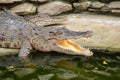 Freshwater crocodile. Royalty Free Stock Photo