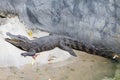 Freshwater Crocodile is sleeping near the pond